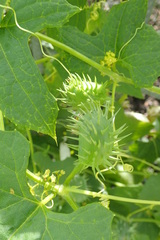 Cyclanthera brachystachya