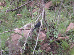 Melaenornis edolioides