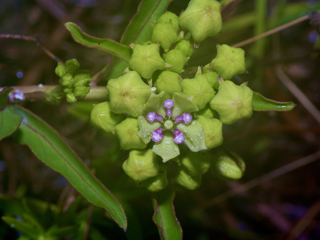 Asclepias viridis, Texas, US