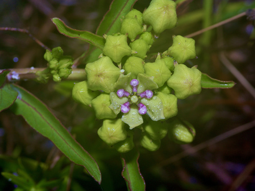 Asclepias viridis