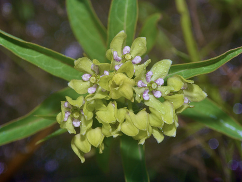 Asclepias viridis