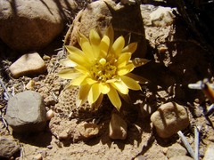 Aylostera einsteinii