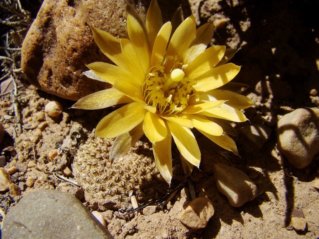 Aylostera einsteinii