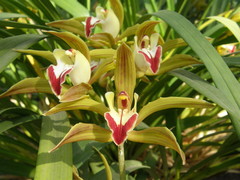 Cymbidium lowianum