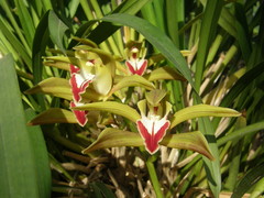 Cymbidium lowianum