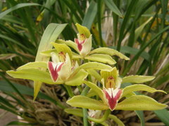 Cymbidium lowianum