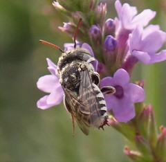 Coelioxys coturnix