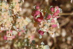 Atriplex holocarpa