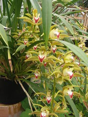Cymbidium lowianum