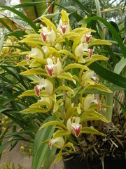 Cymbidium lowianum