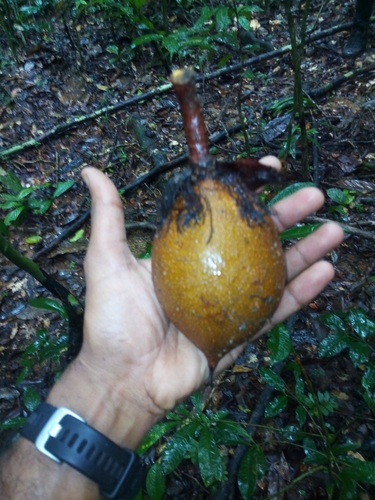 Pentadesma butyracea