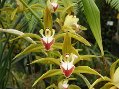 Cymbidium lowianum