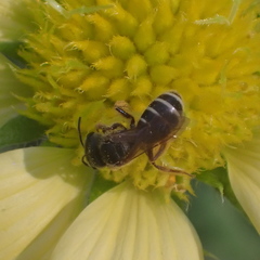 Halictus poeyi
