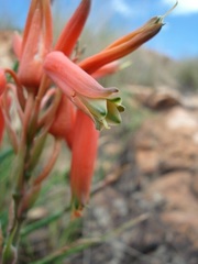 Aloe verecunda
