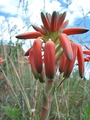 Aloe verecunda