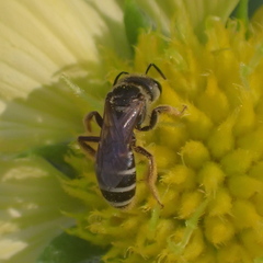 Halictus poeyi