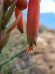 Aloe verecunda