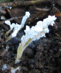 Cordyceps farinosa