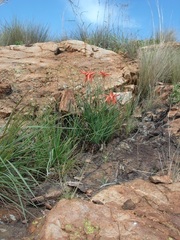 Aloe verecunda