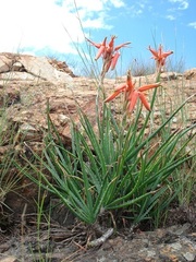 Aloe verecunda