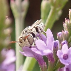 Coelioxys coturnix