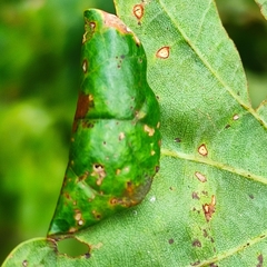 Macrodiplosis pustularis