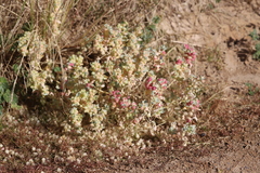 Atriplex holocarpa