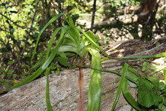 Albuca bracteata