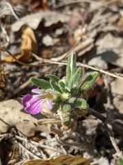 Ajuga iva iva
