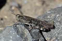 Epacromius pulverulentus