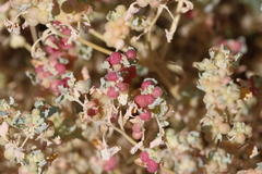 Atriplex holocarpa