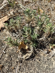 Ajuga iva iva
