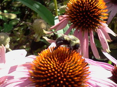 Bombus impatiens