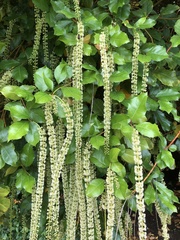 Itea ilicifolia