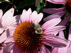 Bombus impatiens