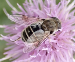 Eristalis abusiva