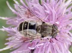 Eristalis abusiva