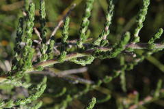 Aspalathus hispida hispida