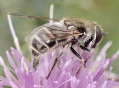 Eristalis abusiva