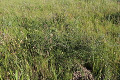 Aspalathus hispida hispida