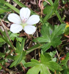 Geranium ornithopodon