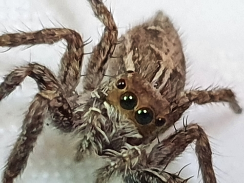 Pantropical Jumping Spider, Kiryat Bialik, Israel, photo 8 of 10
