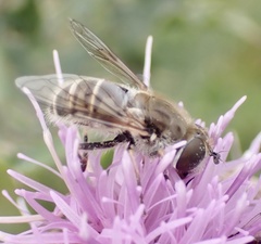 Eristalis abusiva