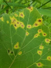 Puccinia xanthii