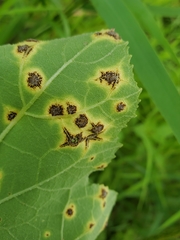 Puccinia xanthii