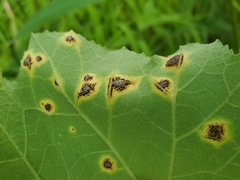Puccinia xanthii