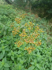 Pentanema squarrosum