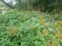 Pentanema squarrosum