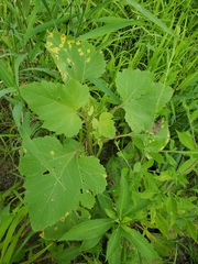 Puccinia xanthii