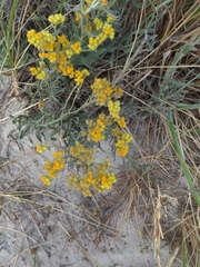 Helichrysum arenarium